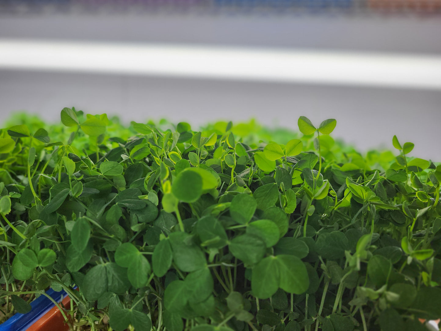 WHOLESALE MICROGREENS - Sweet Peas 12oz