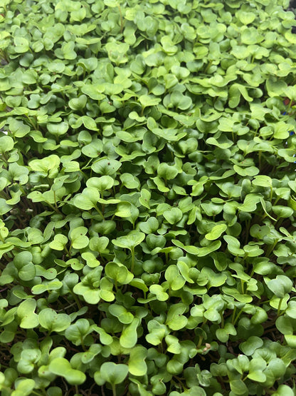 WHOLESALE MICROGREENS - Radish 12 oz