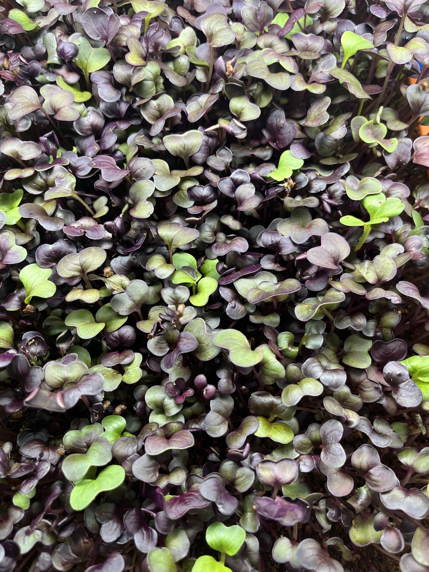 WHOLESALE MICROGREENS - Radish 12 oz