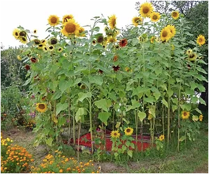 Sunflower House